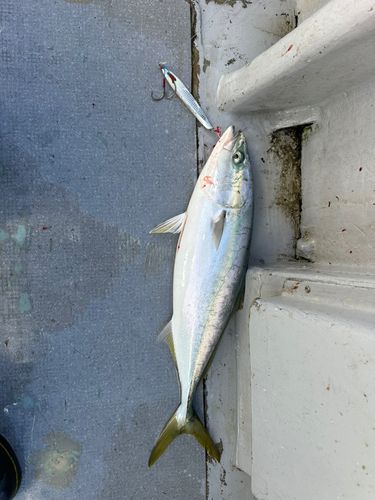 イナダの釣果