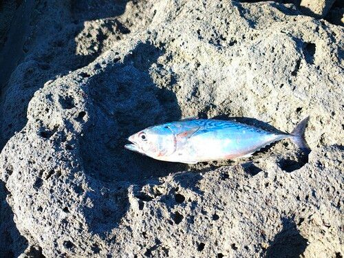 スマガツオの釣果