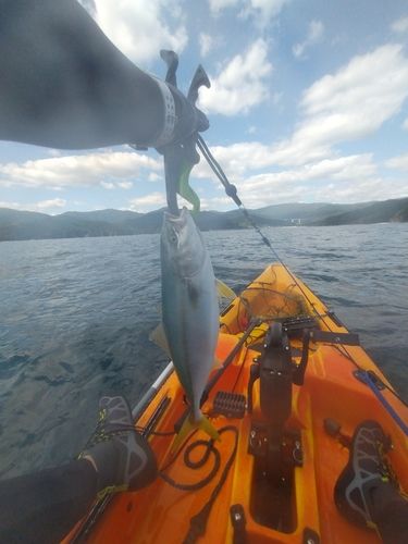 イナダの釣果