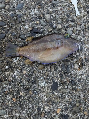 キタマクラの釣果