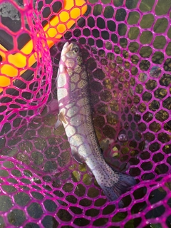 ニジマスの釣果
