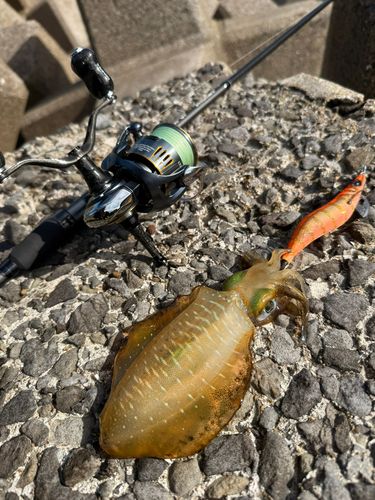アオリイカの釣果