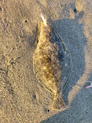 ソゲの釣果