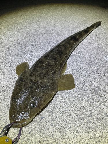 伊勢湾湾奥