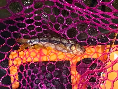 ウグイの釣果
