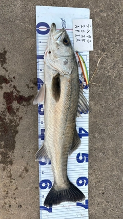 シーバスの釣果