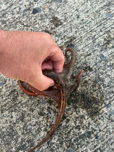 タコの釣果