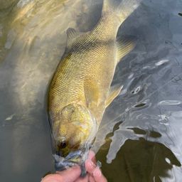 スモールマウスバス