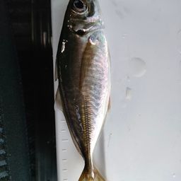 アジ