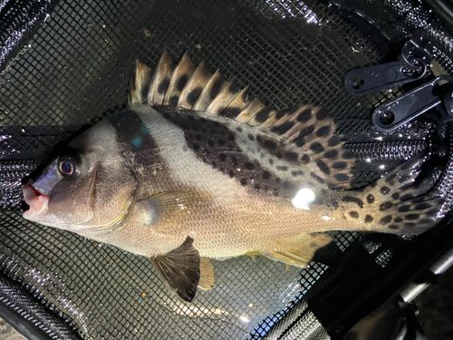 コショウダイの釣果