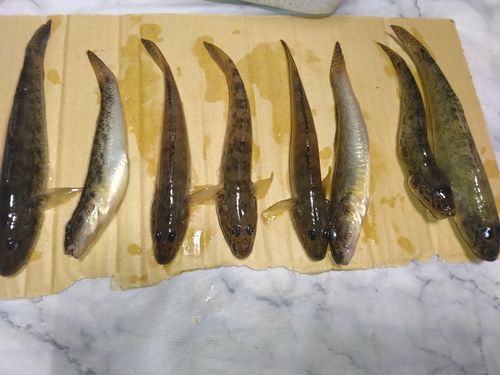 マハゼの釣果