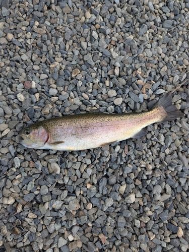 ニジマスの釣果