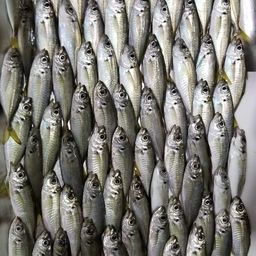 アジ