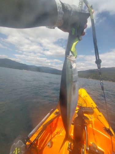 イナダの釣果