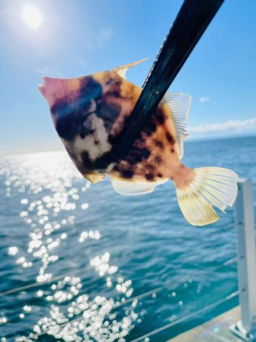 カワハギの釣果