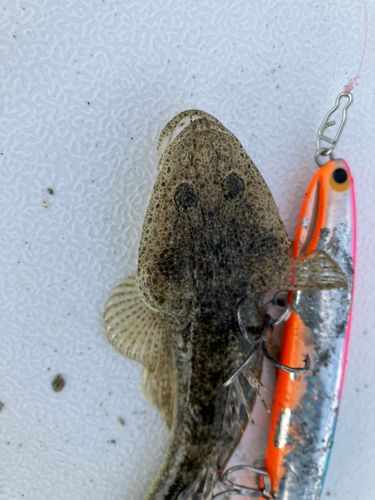 マゴチの釣果