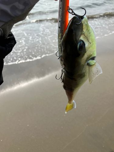 マゴチの釣果