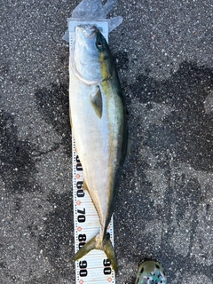 ブリの釣果
