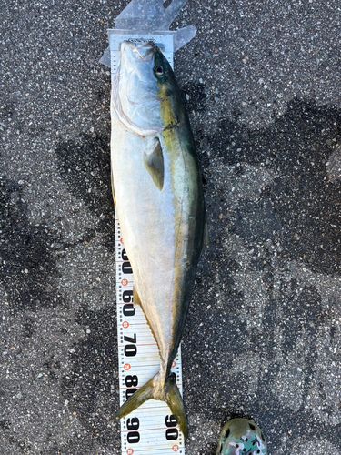 ブリの釣果