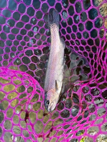 ニジマスの釣果