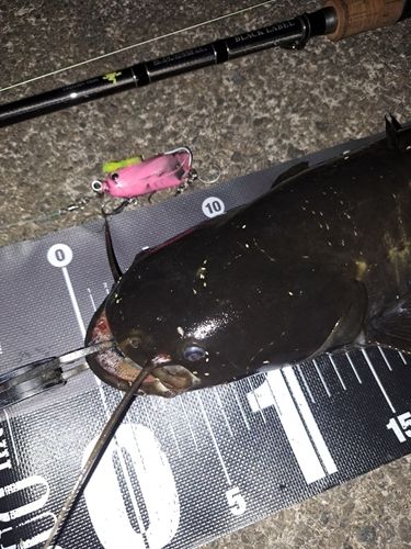 ナマズの釣果