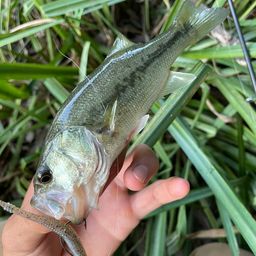 ラージマウスバス