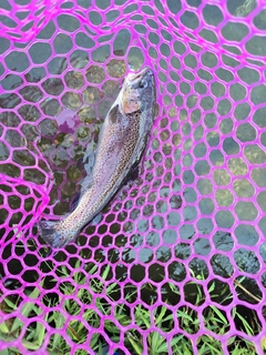 ニジマスの釣果