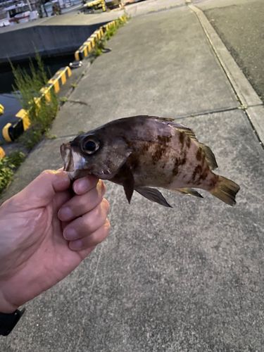 釣果