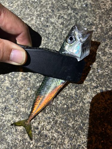 サバの釣果