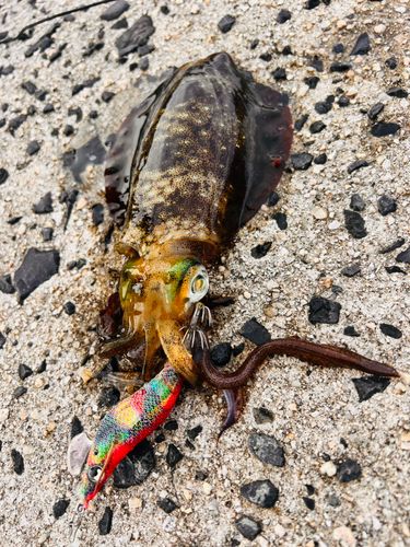 アオリイカの釣果