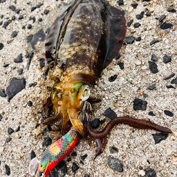 アオリイカ