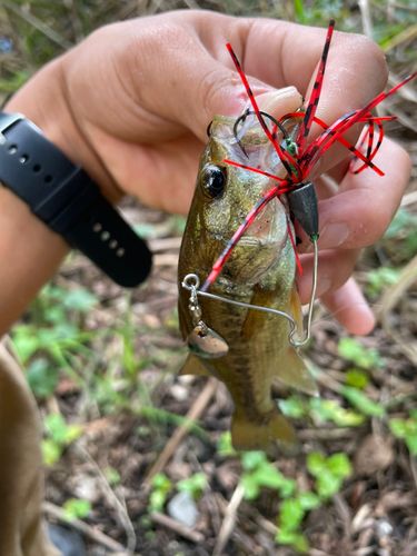 ラージマウスバスの釣果