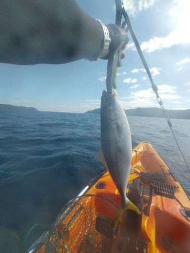 イナダの釣果
