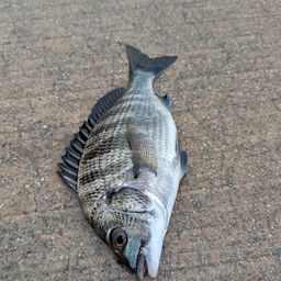 チヌ