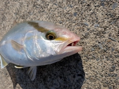ショゴの釣果