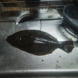 ヒラメ