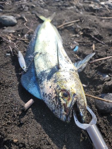 駿河湾