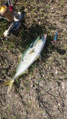 コゾクラの釣果