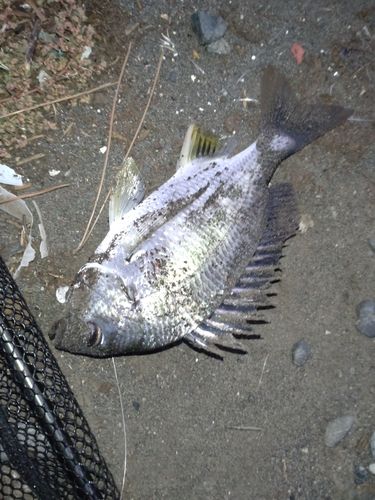 キビレの釣果