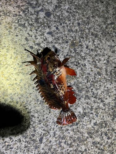 ハオコゼの釣果