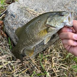 スモールマウスバス