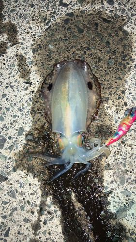 アオリイカの釣果