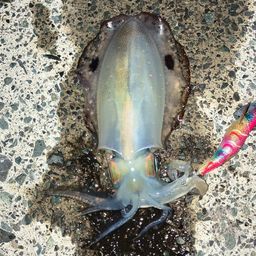 アオリイカ