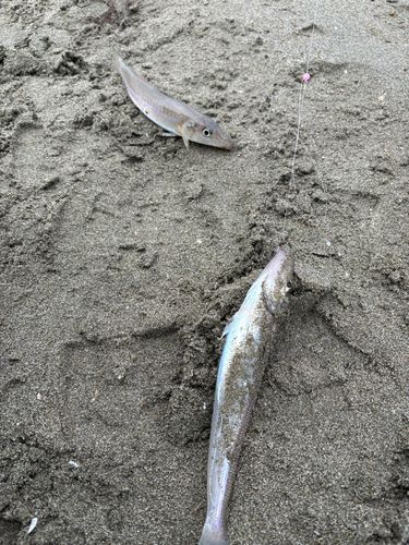 新舞子海岸（富津）
