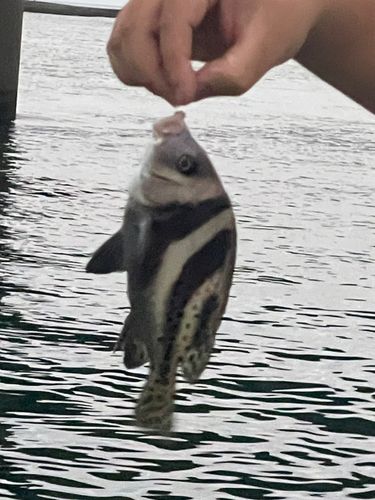 釣果
