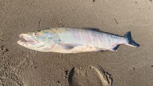 サケの釣果