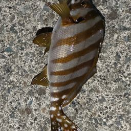 タカノハダイ