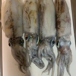 アオリイカ