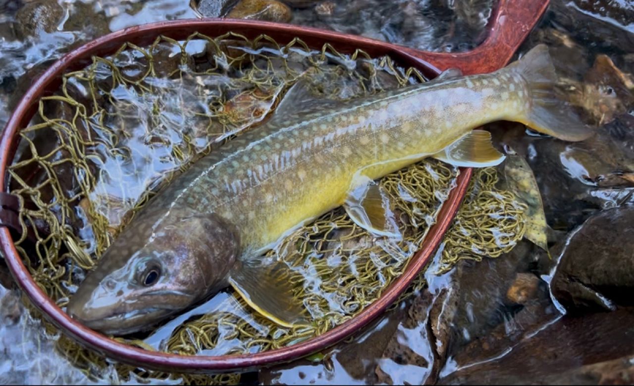 Jackson カワセミラプソディ KWSM-S50Lの最安値・インプレ・釣果