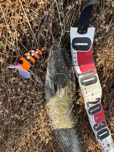 マナマズの釣果